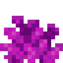 Bubble Coral